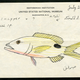 Illustration for article titled Take a Look at a 1948 Scientists Fish Drawings
